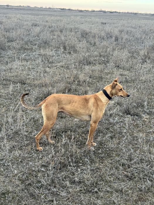 Грейхорд сатылады