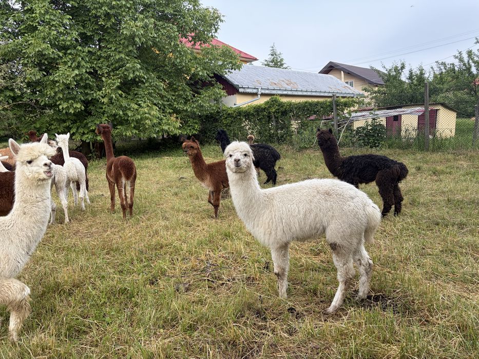 Alpaca de vanzare