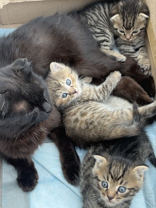 Котята,кошка,шотландская порода