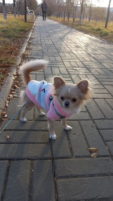 Чихуахуа щенок кобель