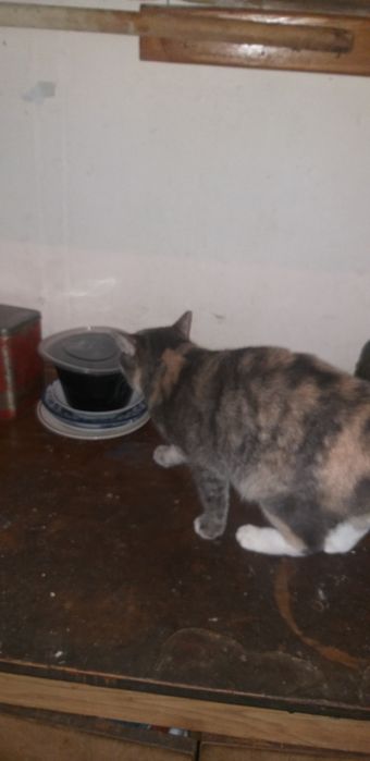 Светлые мушук боласи