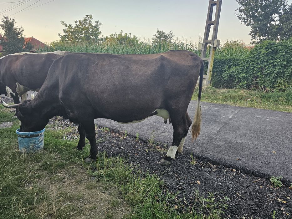 Vaca gestanta in a 9 luna