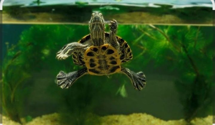 Аквариумная черепаха!!!