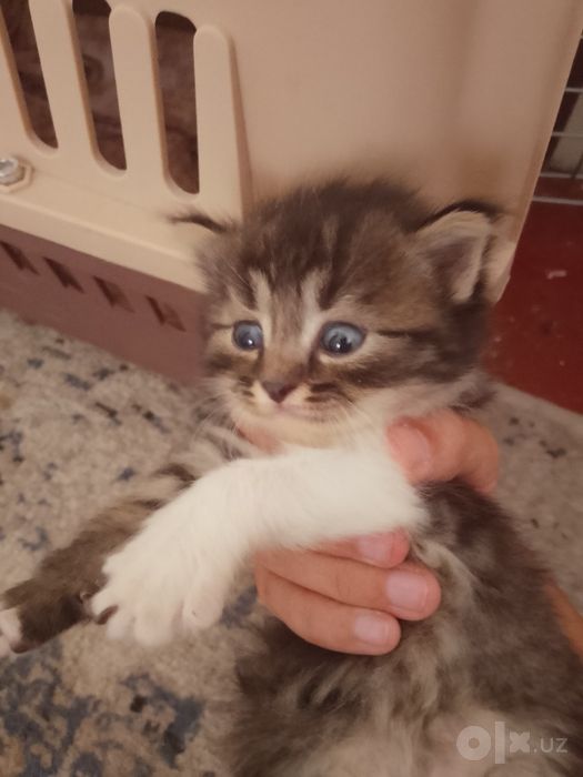 Отдам в добрые руки котят