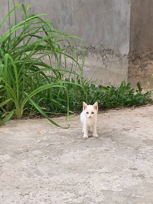 Котята домашние в добрые руки