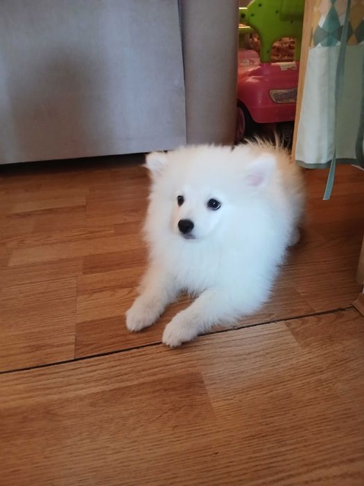 Померан шпиц на 3 месеза