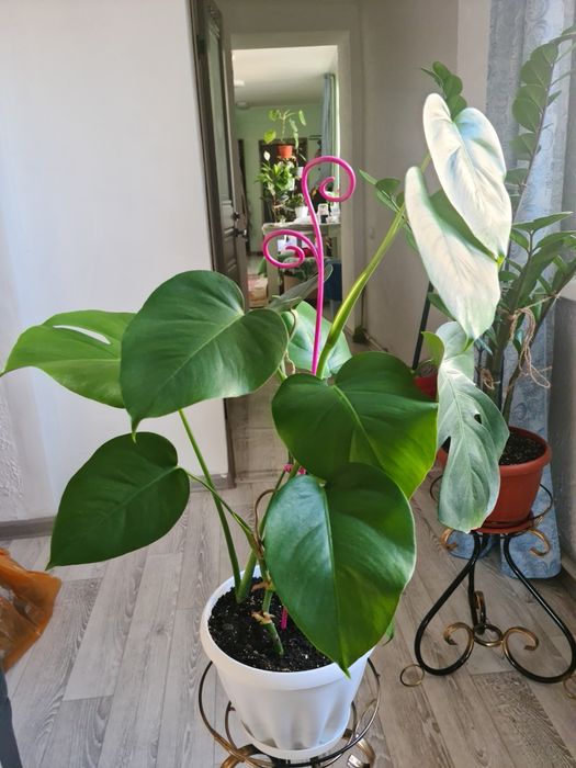 Цветок Монстера , продам