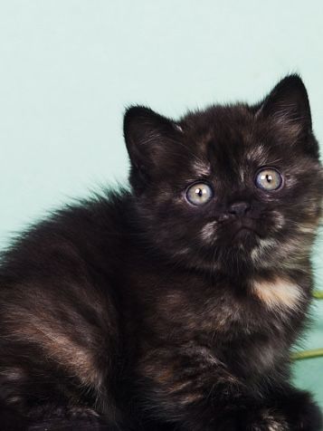 Маленький сладенький котёнок