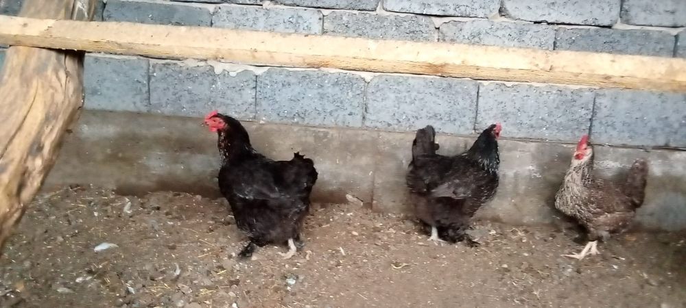 продам куриц и петухов