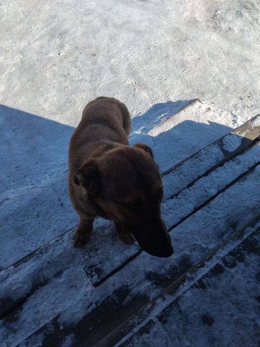 Отдам собачку,дворяшка