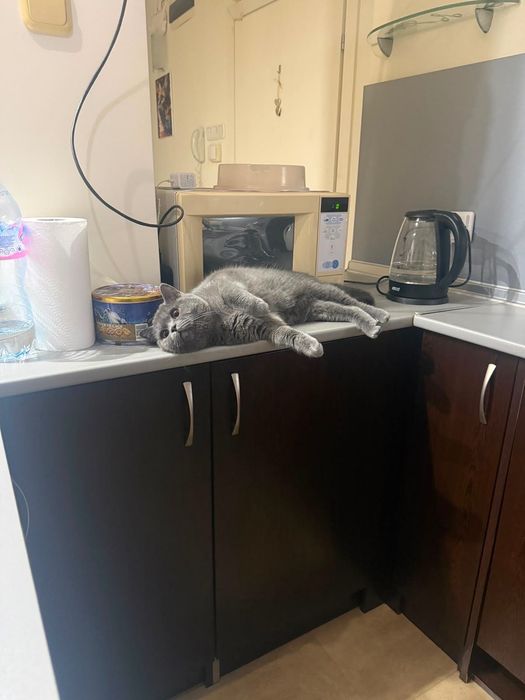 Британска котка.