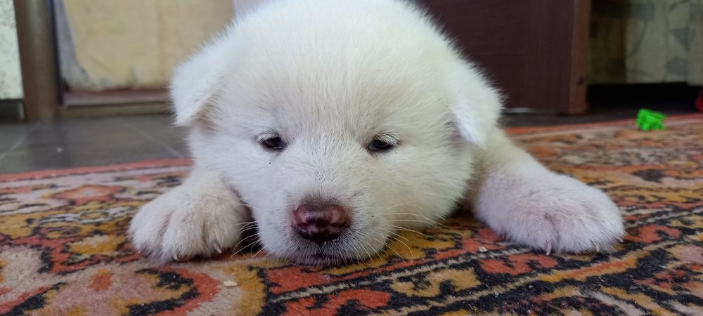 Щенок акита ину.