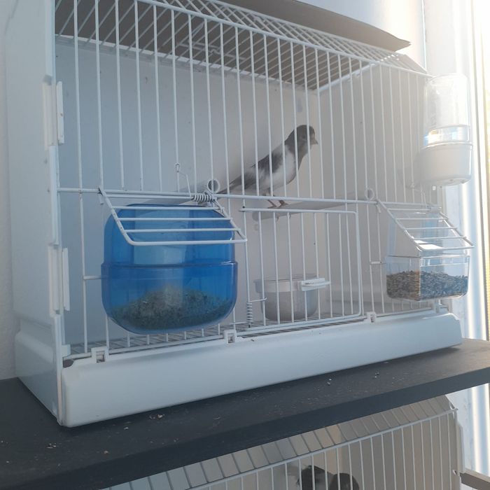 Vând Timbrado spaniol