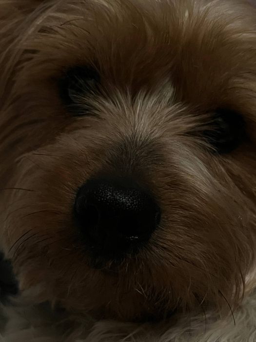 СРОЧНО в связи с переездом. Продаётся  йоркшерский терьер