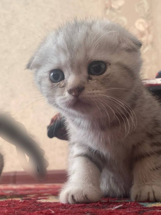 британская тигровая шиншилла (котята)