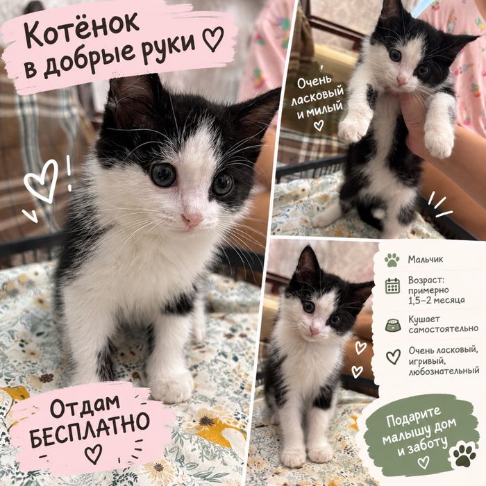 отдам котенка в хорошие руки