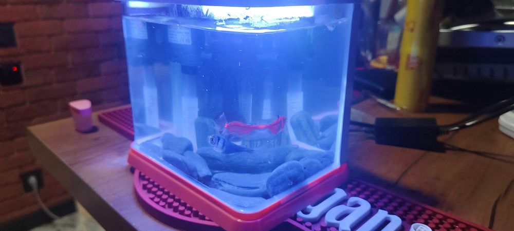 Аквариум с рыбками