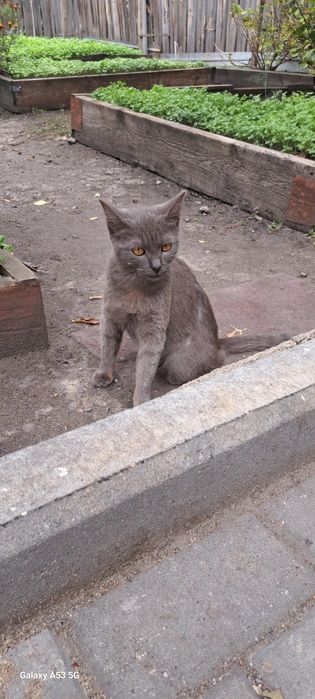 Котенок пришел к нам во двор, девочка