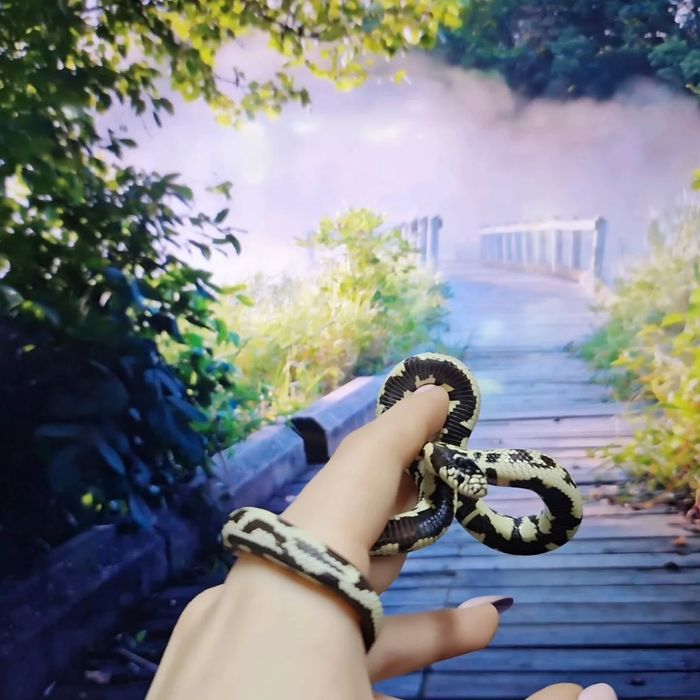 Змеи от 45 тысяч