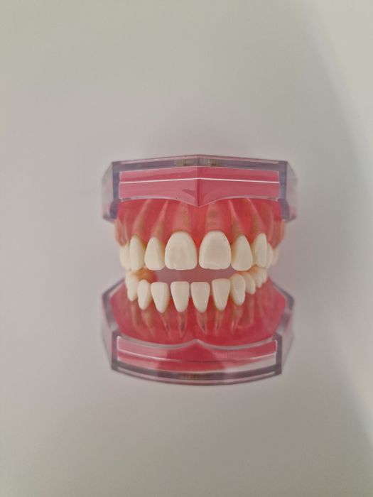 Model transparent cu dinti detasabili pentru practica medicina dentara