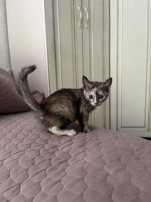 Котенок в хорошие руки