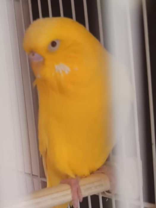 Peruș  Lutino  vârstă 1 an mascul un galben intens