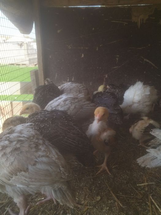 Индюшата индюшата