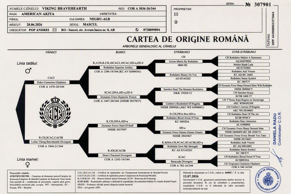 Akita American Mascul Pedigree Tip A Parinti Campioni