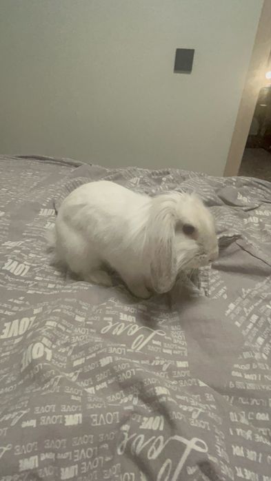 Продам Милую девочку Лоллу