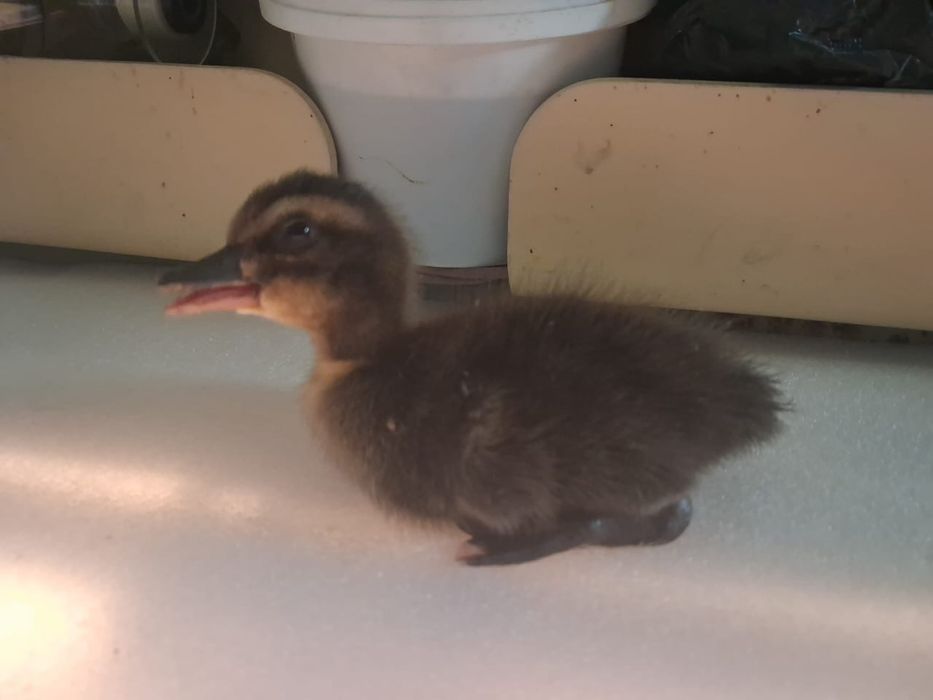 продам утят Башкирская порода