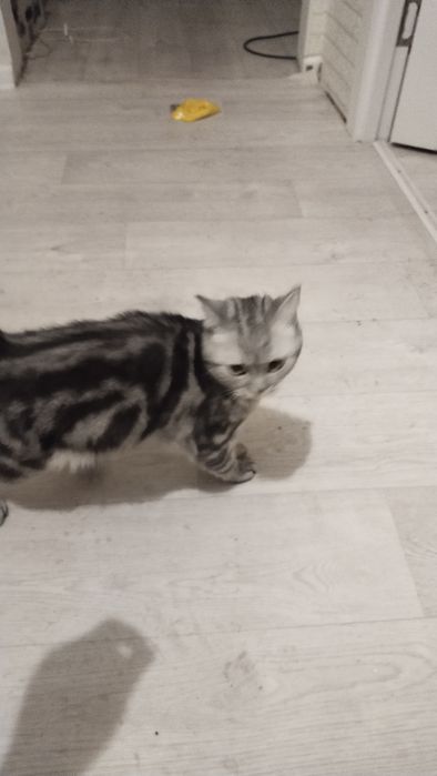 Отдам даром, девочка породистый