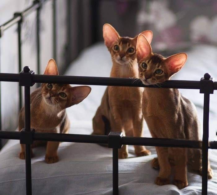 Абиссинские котята