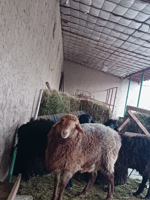 Қошқарлар сатылады