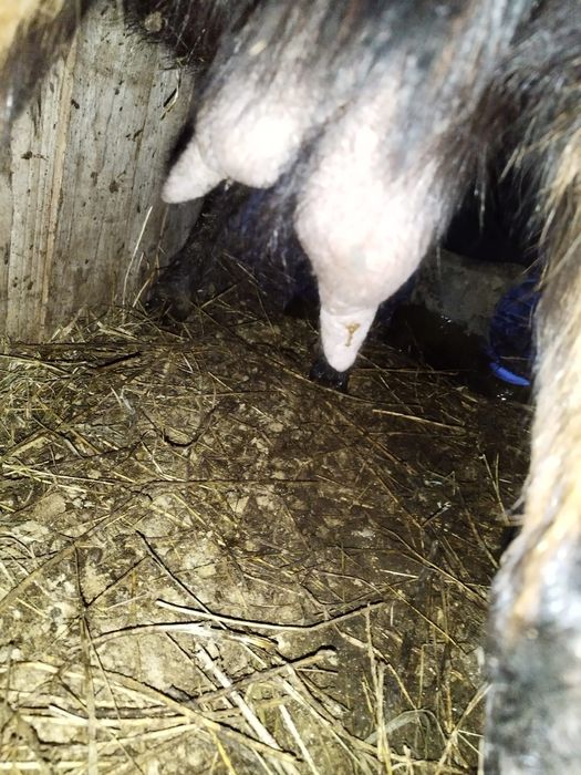 Vand capra alpina franceza pura