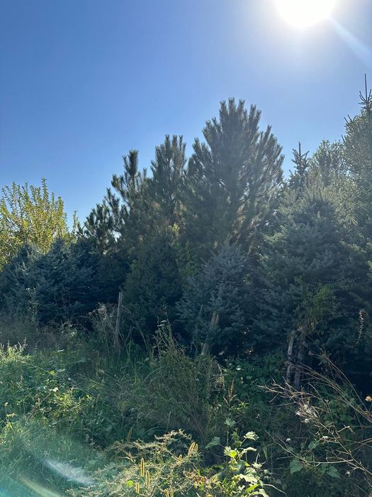 Продаются голубые ели и крымские сосны