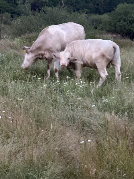 Vaca si vitel (tauras)