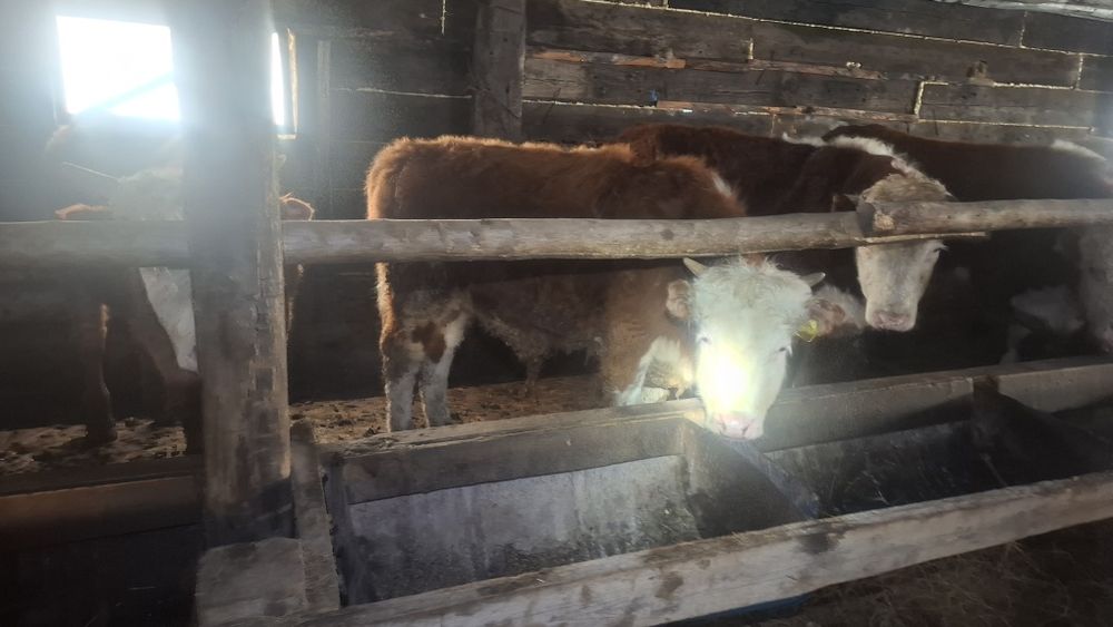 Продам бычков 1.5-2г