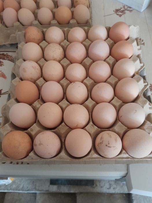 Oua pt incubat.5 lei/buc