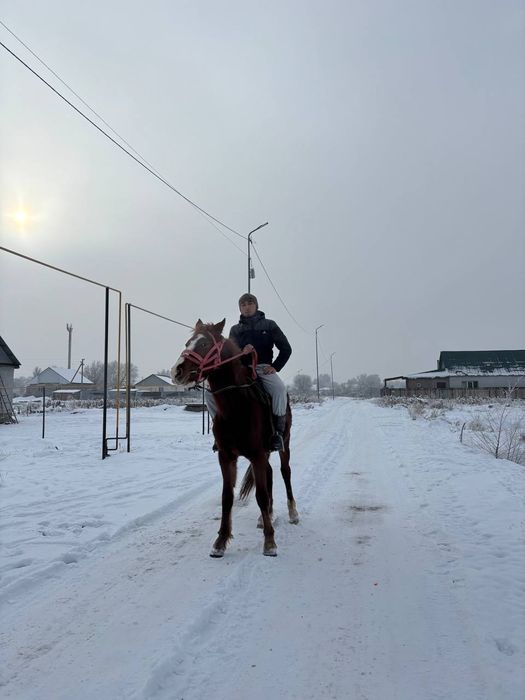 3 жасар полукровка сатылады