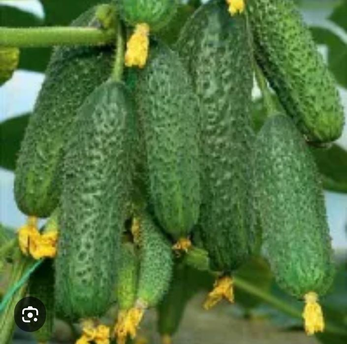 Профессиональные семена огурцов Полли F 1гурцов