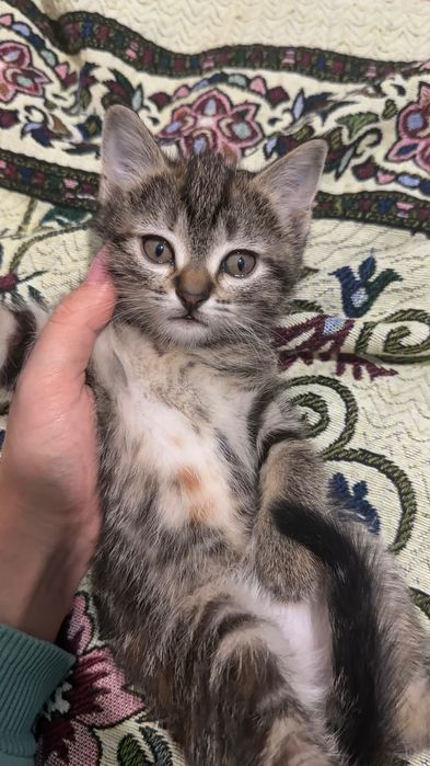 Маленькие котята