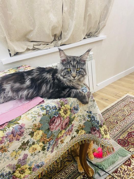 Чистокровный Мейнкун