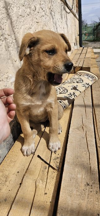 Catelus  gratuit 2 luni