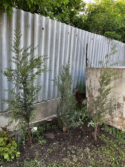 Можжевельник вингирский, сосна эльдарская,