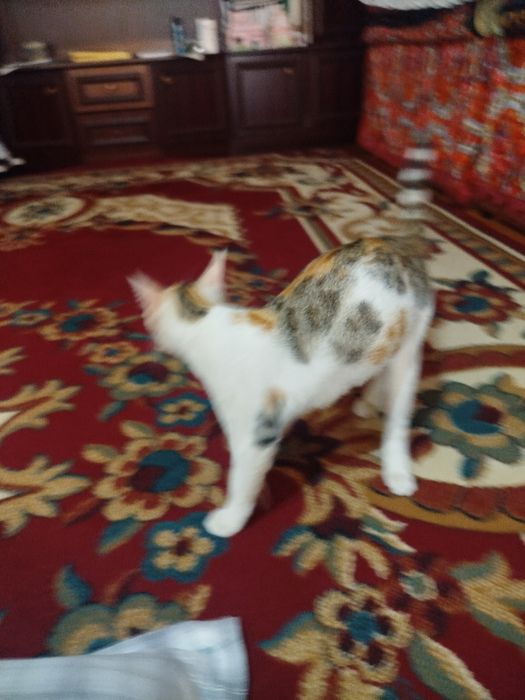 Ona bola mushuklar