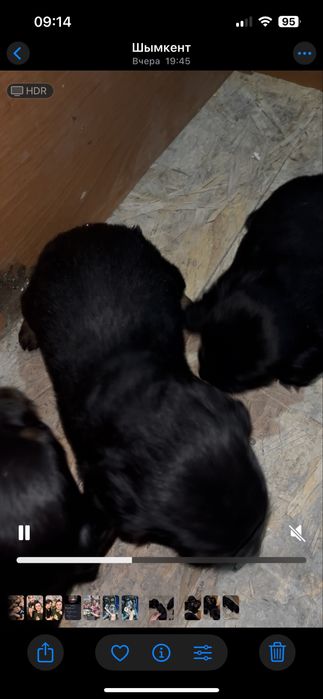 Щенки спаниеля.