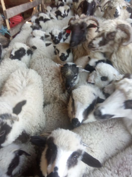 Vând 300 de oi cu miei