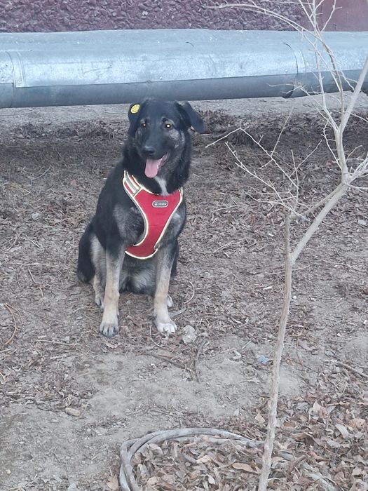 Щенок девочка 7 месяцев