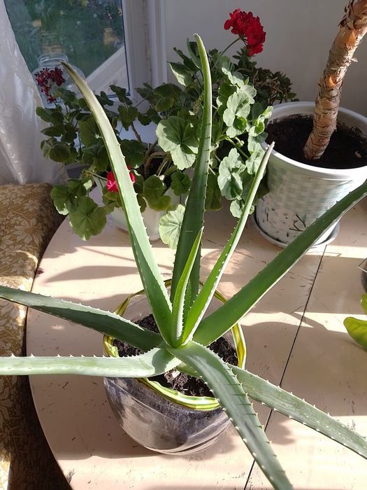 Алоэ вера лечебное