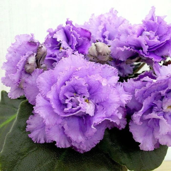 Продам листики сортовых фиалок.